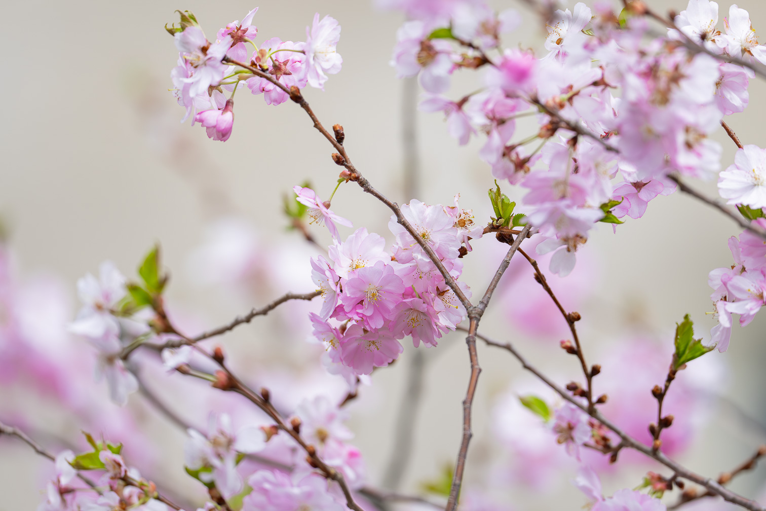 Spring in Pink